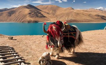 Tìm hiểu về nghề nuôi bò Yak ở “nóc nhà thế giới” Tây Tạng nuôi bò yak ở tây tạng