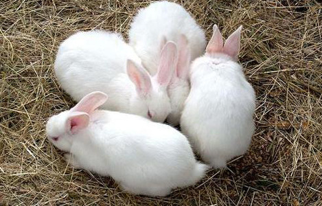 Nuôi thỏ thịt