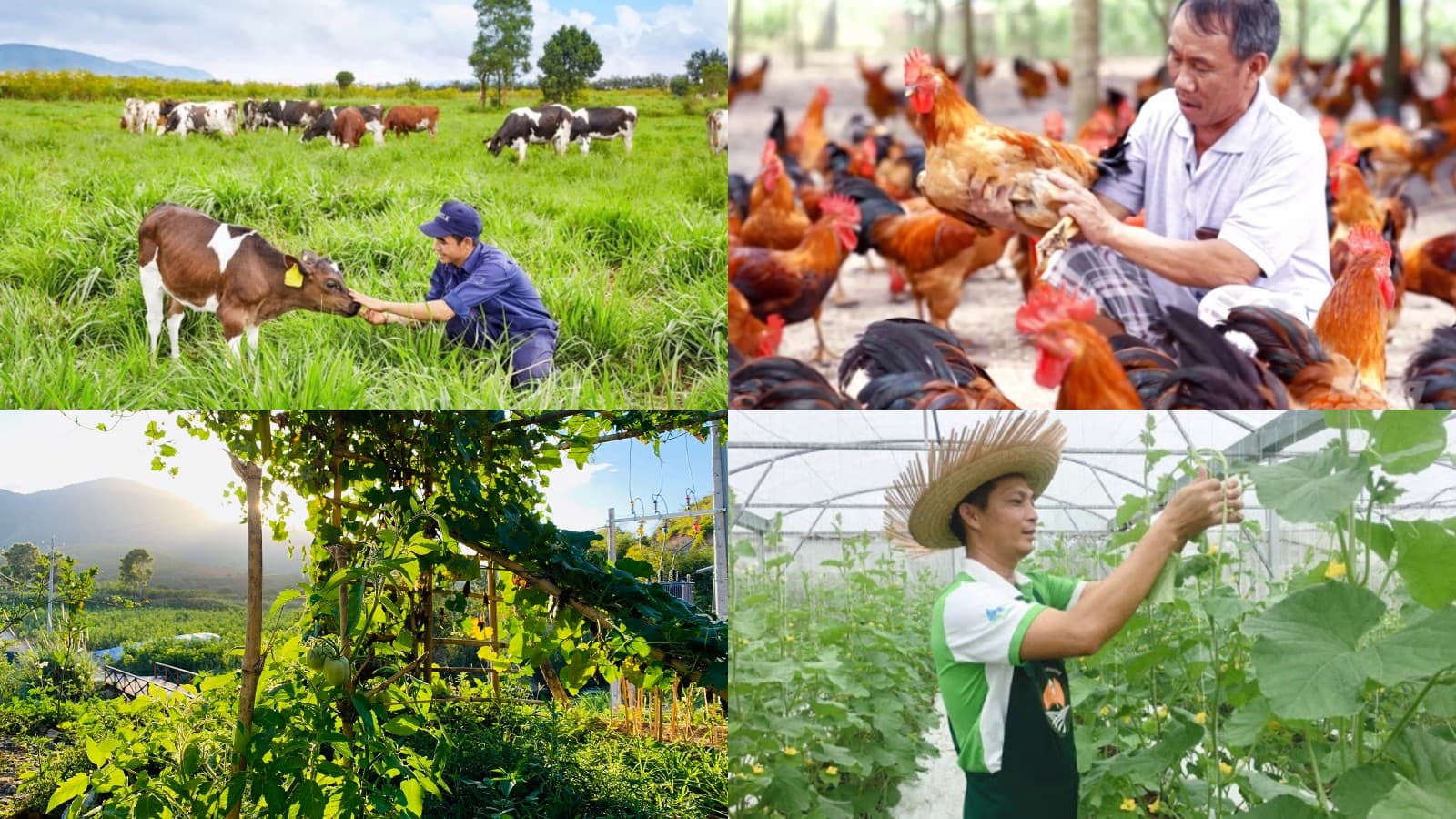 Chăn nuôi kết hợp trồng trọt Mô hình kinh tế tuần hoàn cho nông hộ  Tạp  chí Chăn nuôi Việt Nam