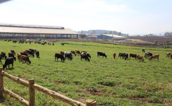 Quy trình chăn nuôi bò sữa theo mô hình tiên tiến.