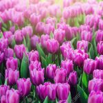 cách trồng hoa tulip cực hay