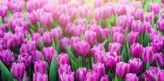 cách trồng hoa tulip cực hay