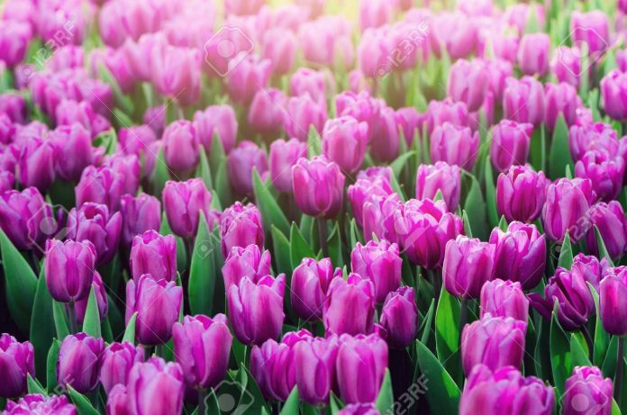 cách trồng hoa tulip cực hay