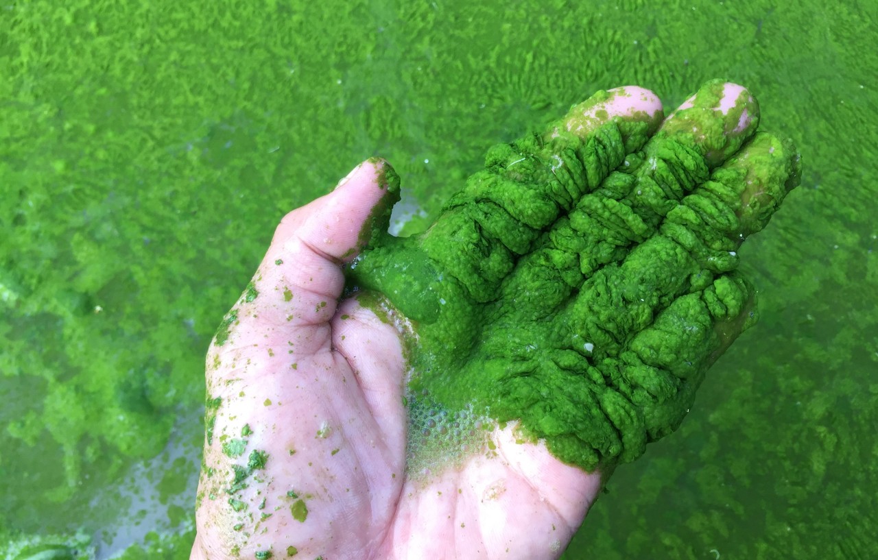 tảo độc trong ao nuôi tôm