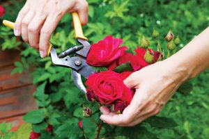 cách chăm sóc hoa hồng