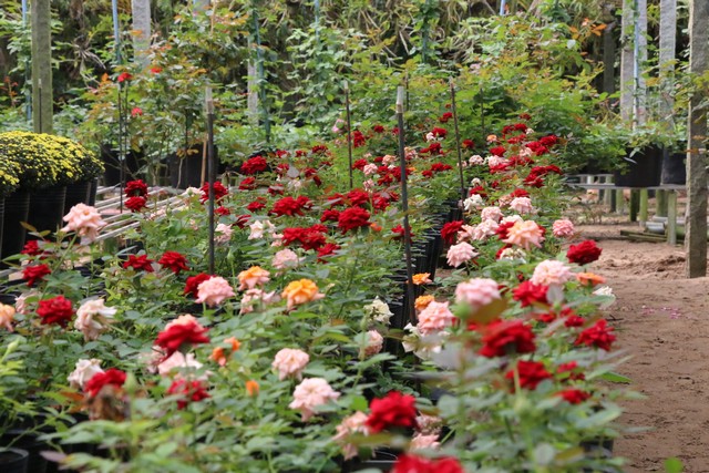 Chia sẻ 5 nguyên tắc vàng giúp bạn sở hữu một vườn hoa hồng đẹp