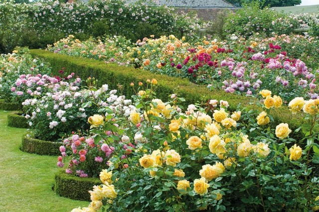 Nên trồng nhiều giống hoa hồng khác nhau để có màu sắc đa dạng