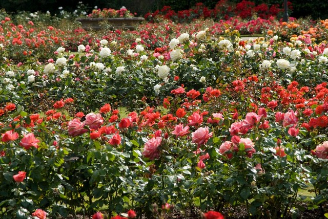 Học hỏi bí quyết chăm sóc hoa tại vườn hoa hồng Đà Lạt