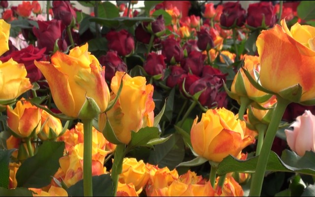Vườn hoa Đà Lạt thường xuyên cập nhật các giống hoa hồng mới