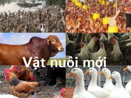 Vật nuôi mới kinh tế cao
