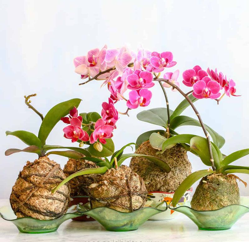 Xơ dừa trồng cây - Loại giá thể số 1 được nhà vườn khuyên dùng - Agri.vn