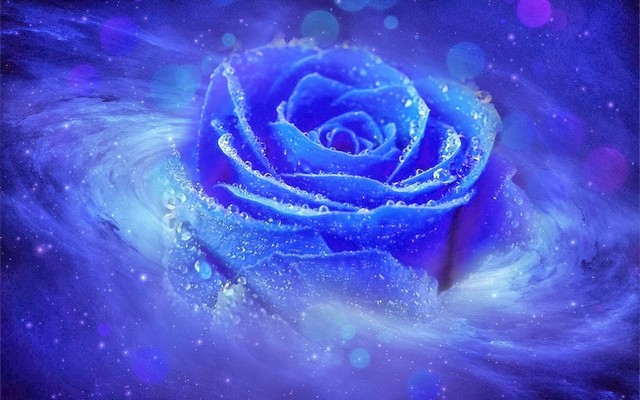 Hoa hồng xanh đã được lai tạo thành công trong cuộc sống thực tiễn