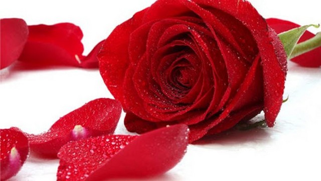 Hoa hồng đỏ tượng trưng cho tình yêu ngọt ngào, lãng mạn