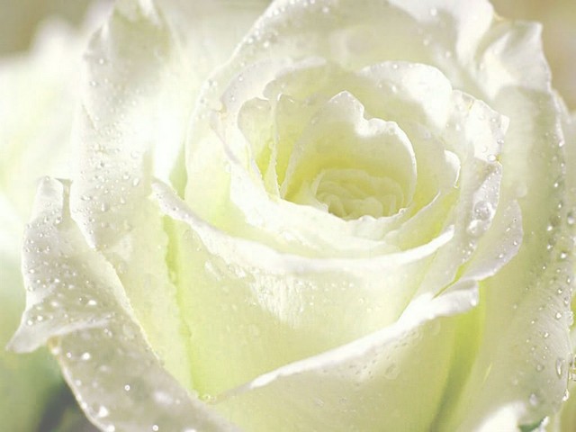 Hoa hồng trắng có nguồn gốc từ châu Âu