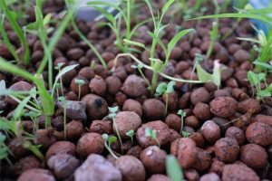 Sử dụng đất sét nung làm giá thể trồng lan