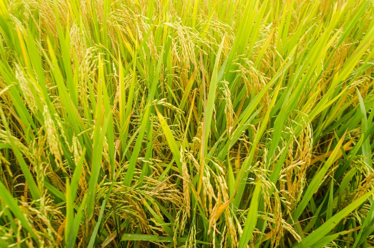 cây gạo hữu cơ trên ruộng lúa