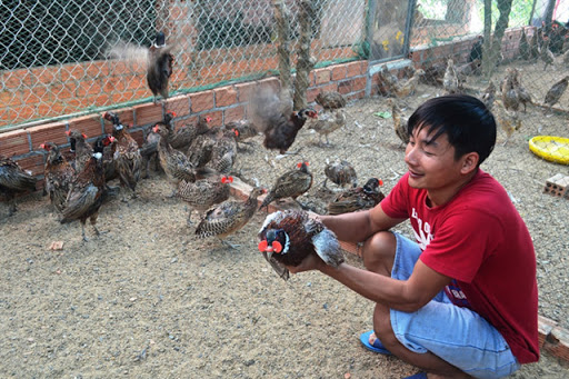 Anh Phú cùng đàn chim trĩ khỏe mạnh của mình