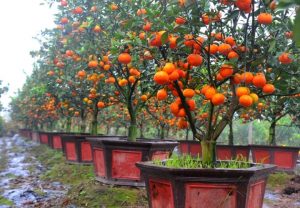 Cách trồng cam canh Bonsai