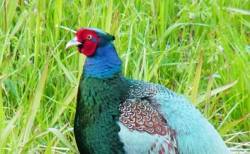 Kỹ thuật nuôi chim trĩ xanh lãi tiền tỉ một năm Chim trĩ xanh thuần chủng