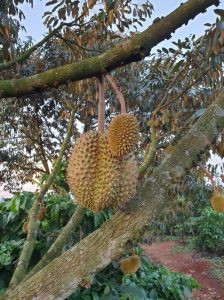 Cách chăm sóc cây sầu riêng