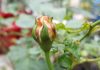 Nguyên do và cách chữa bệnh cho cây hoa hồng leo
