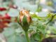 Nguyên do và cách chữa bệnh cho cây hoa hồng leo