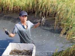 Nuôi tôm càng xanh