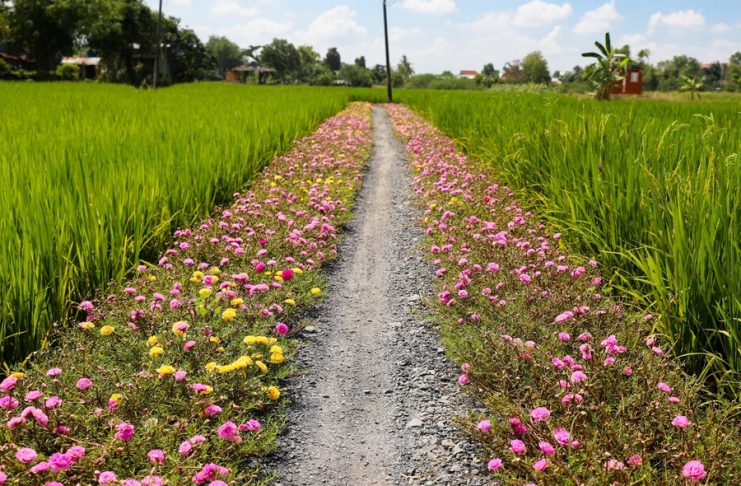 Ruộng lúa bờ hoa