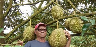 cách chăm sóc cây sầu riêng