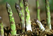 Cách trồng măng tây từ rễ đạt hiệu quả cao