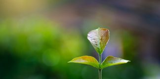 Nhà nông tin cậy sử dụng phân bón Humic cho cây trồng