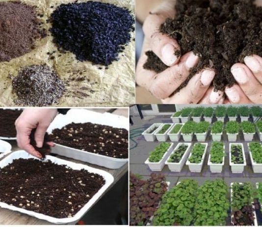 Đất trồng rau mầm