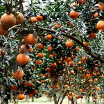 Hành trình trồng cam sành trên đất phèn đầy gian lao nhưng kết cục viên mãn