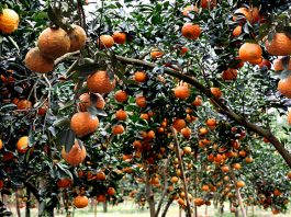 Hành trình trồng cam sành trên đất phèn đầy gian lao nhưng kết cục viên mãn