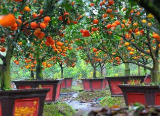 Hướng dẫn trồng cam canh Bonsai chơi Tết độc đáo