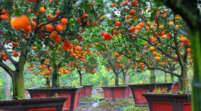 Hướng dẫn trồng cam canh Bonsai chơi Tết độc đáo
