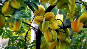 Các loại cây ăn trái dễ trồng: Cây khế