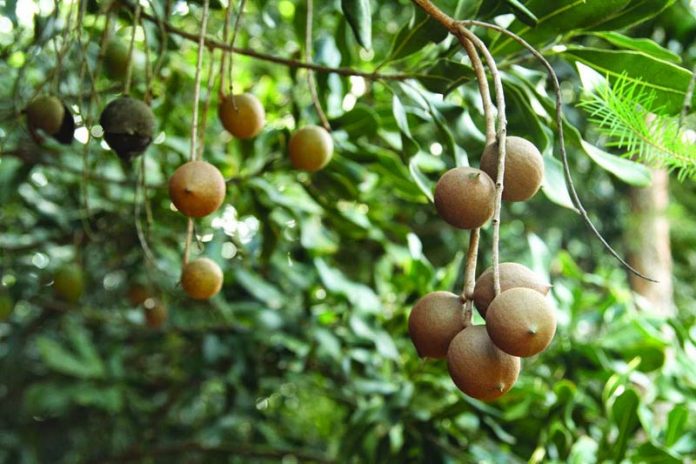 Kỹ thuật trồng cây macca