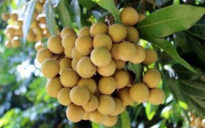 Các loại cây ăn trái dễ trồng