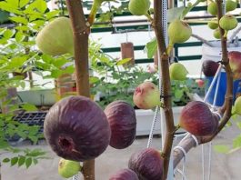 Cây sung mỹ được trồng trên sân thượng