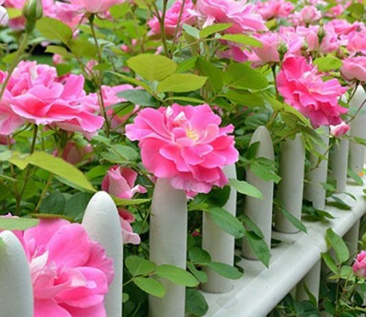 chăm sóc hoa hồng leo