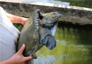 Chăm sóc cua đinh sinh sản