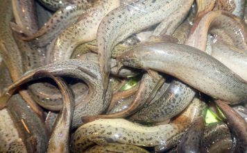 Nuôi cá chạch bùn đạt hiệu quả kinh tế ngoài sức tưởng tượng Nuôi cá chạch bùn