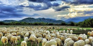 chăn nuôi cừu