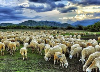 Kỹ thuật chăn nuôi cừu hiệu quả bà con cần bỏ túi chăn nuôi cừu