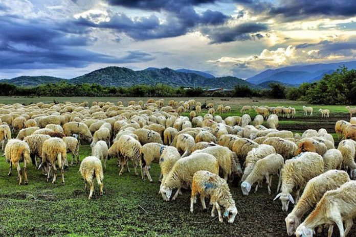 chăn nuôi cừu