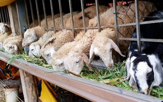 Cừu ăn cỏ