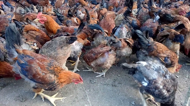 Làm giàu từ chăn nuôi gà Mía – Thương hiệu Việt mang dáng dấp thế giới