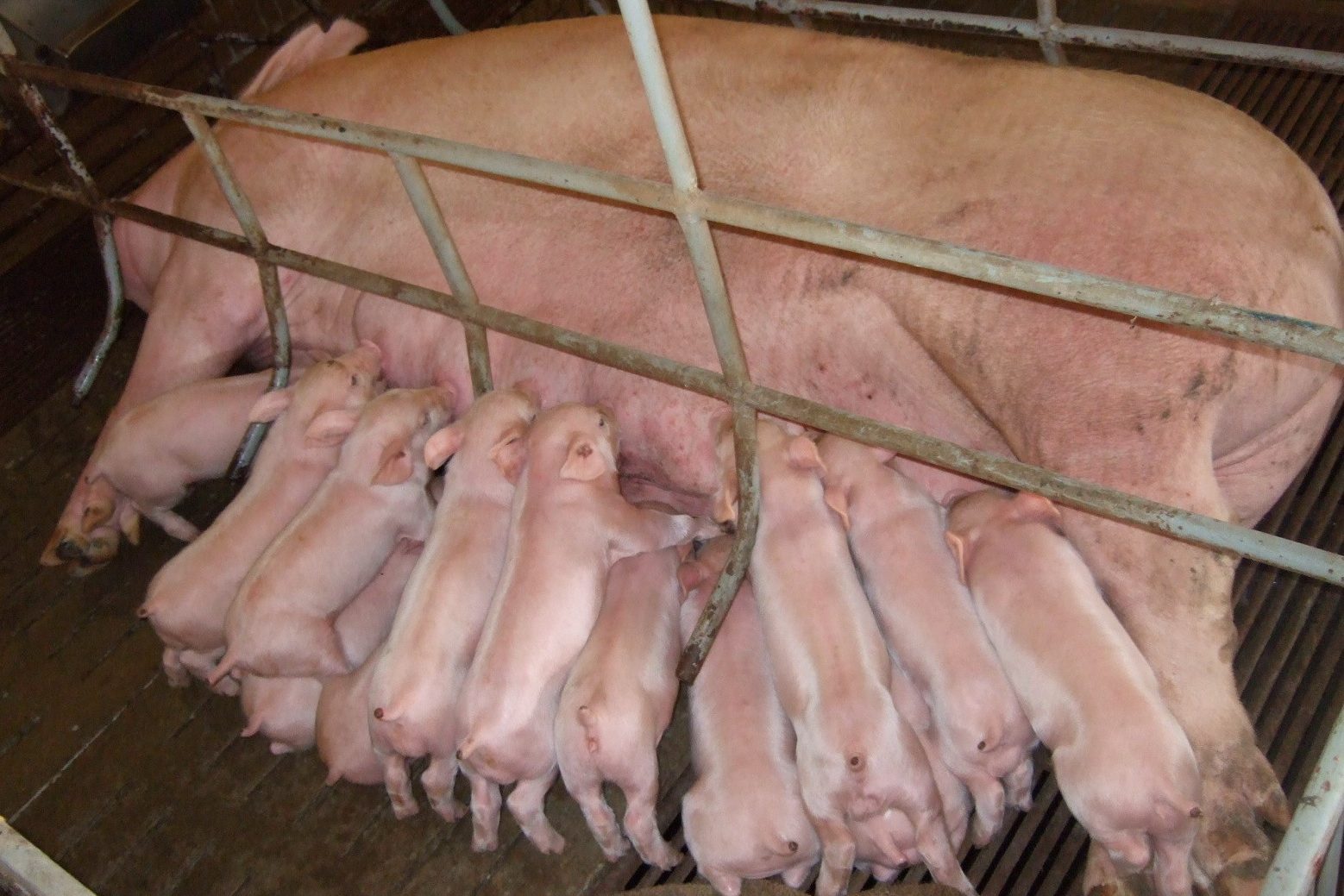 Tổng hợp 98 hình về mô hình chuồng nuôi lợn nái  NEC