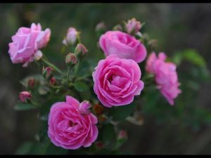 Hoa hồng cố Son Môi